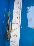 22 cm blauwe koi, Dieren en Toebehoren, Vissen | Vijvervissen, Karper of Koi