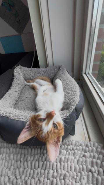 • Kittens • LAATSTE kans !!! beschikbaar voor biedingen