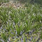 Krabbescheer, de zuurstofplant, Dieren en Toebehoren, Vissen | Vijvervissen