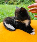 Kittens 8 week, Dieren en Toebehoren, 0 tot 2 jaar