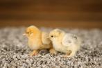 Brahma groot kippen kuikens | Gesekst en Ingeënt, Dieren en Toebehoren, Pluimvee, Vrouwelijk, Kip