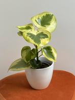 Peperomia “raindrop” variegata, Huis en Inrichting, Overige soorten, Minder dan 100 cm, Ophalen of Verzenden, Halfschaduw