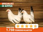 Chabo krielkippen | Rustige krielkip | Kleine kippen, Dieren en Toebehoren, Pluimvee, Meerdere dieren, Kip