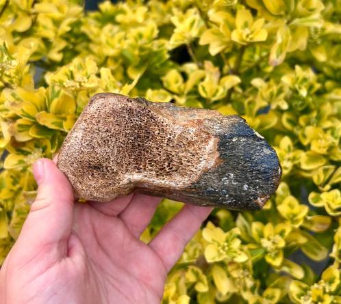 Teenkoot mammoet fossiel, Verzamelen, Mineralen en Fossielen, Fossiel, Ophalen of Verzenden