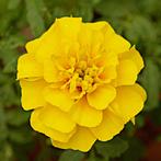 Zaden afrikaantje geel dubbelbloemig (Tagetes patula), Ophalen of Verzenden, Voorjaar, Volle zon, Zaad