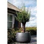 Gevraagd grote bloem pot voor olijfboom, Kunststof, 40 cm of meer, Rond, Ophalen of Verzenden