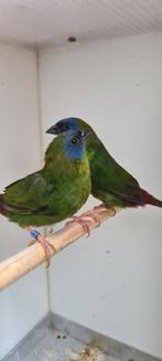 Koppel driekleur papegaaiamadine, Dieren en Toebehoren, Vogels | Overige Vogels, Meerdere dieren, Tropenvogel