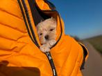 Maltipoo-toy poedel Boomer, Dieren en Toebehoren, Rabiës (hondsdolheid), 8 tot 15 weken, Meerdere, Meerdere dieren