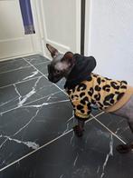 Canadese Sphynx Kat, Kater, Kortharig, 0 tot 2 jaar