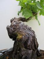 Druif Bonsai- Uva Nera Of Uva Bianca., Overige soorten, Lente, Minder dan 100 cm, Ophalen
