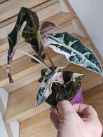 Alocasia amazonica snowflake, Huis en Inrichting, Kamerplanten, Overige soorten, In pot, Minder dan 100 cm, Halfschaduw