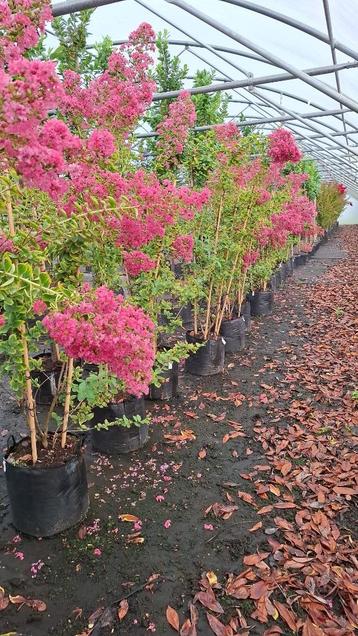 Mooie Lagerstroemia Rood / Roze 250 cm beschikbaar voor biedingen
