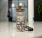 🌸 2 Britse Korthaar Kittens🌸- speels, kinderen gewend, Dieren en Toebehoren, Meerdere dieren, Ontwormd, 0 tot 2 jaar