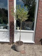 Olijfboompje in grote pot, Ophalen, Volle zon, Overige soorten