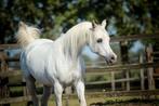 Mooie arabisch volbloed merrie, 2008, Dieren en Toebehoren, Paarden, Merrie, Niet van toepassing, Minder dan 160 cm, 11 jaar of ouder