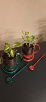 Kamerplanten(Coleus) met opvallende gekleurde bladeren., Huis en Inrichting, Kamerplanten, Ophalen, Halfschaduw, Minder dan 100 cm