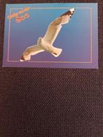 zilvermeeuw - kaart, Ophalen of Verzenden, Gelopen, Vogel