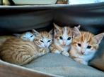 Boerderijkittens, Dieren en Toebehoren, Katten en Kittens | Overige Katten, Poes