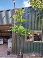 Ginkgo biloba 300-350 cm hoog, Ophalen, Zomer, Volle zon