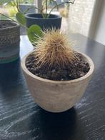 Cactus, Ophalen, Halfschaduw, Minder dan 100 cm, In pot