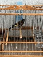 Kleine putter pop 2025, Dieren en Toebehoren, Vrouwelijk