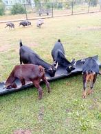 Te koop geiten alleen met ubn nummer, Dieren en Toebehoren, Schapen, Geiten en Varkens, Meerdere dieren, Geit