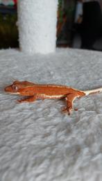 Baby wimpergekko te koop, Dieren en Toebehoren, Reptielen en Amfibieën, Hagedis, Tam, 0 tot 2 jaar