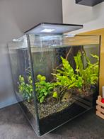 Aquarium t.e.a.b., Ophalen, Gebruikt, Gevuld zoetwateraquarium