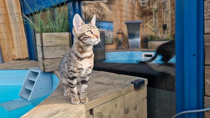 Bengaal poesje stamboom,goede bloedlijn,goed gesocialiseerd, Dieren en Toebehoren, Katten en Kittens | Raskatten | Korthaar, Poes