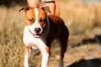 Red – De trouwe vriend die wacht op zijn gouden mandje, Dieren en Toebehoren, Honden | Niet-rashonden, Particulier, Rabiës (hondsdolheid)