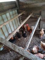 Kippen, Dieren en Toebehoren, Pluimvee, Meerdere dieren, Kip