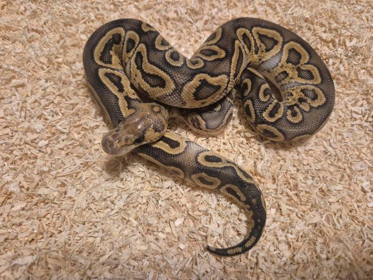 Python regius 1.0 ghi clown