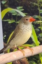 Gezocht Binsenastrilde pop, Dieren en Toebehoren, Vrouwelijk