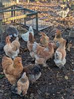 Brahma hennen, Dieren en Toebehoren, Pluimvee, Vrouwelijk, Kip