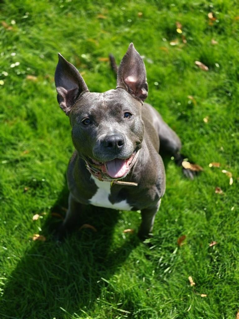 Liefdevol huis gezocht voor Jane, Dieren en Toebehoren, Overige rassen, Teef, Eén hond, 3 tot 5 jaar