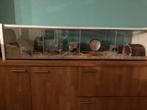 Glazen hok/kooi met deksel en toebehoren + 2 gerbils, Kooi, Hamster, Ophalen, Minder dan 60 cm