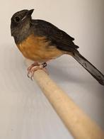 Te koop prachtige schamalijster pop, Vrouwelijk, Geringd