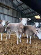 5 Swifter ooien, Vrouwelijk, Schaap, 0 tot 2 jaar