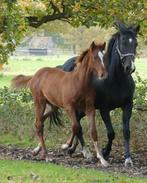 drachtige springmerrie inruil mogelijk, Dieren en Toebehoren, Paarden, Merrie