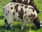Bonte dekram ram, Dieren en Toebehoren, Schapen, Geiten en Varkens, Mannelijk, Schaap