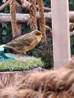 Kanarie (mix gloster ) man, Dieren en Toebehoren, Vogels | Kanaries, Mannelijk