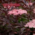 Zwarte vlier! Sambucus nigra Black Beauty. In pot. 60/80cm., Tuin en Terras, Planten | Struiken en Hagen, Overige soorten, Minder dan 100 cm