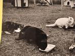 Pussycat Town katten en poezen opvang foto, Zo goed als nieuw, Verzenden, 1980 tot heden