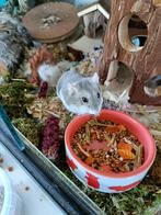 Oppas voor uw vogel, knaagdier, kat of boerderijdieren, Meerdere dieren, Overige typen, Voor 1 juli 2024