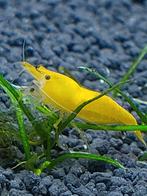 Mooie gele/citroengarnalen., Dieren en Toebehoren, Vissen | Aquariumvissen, Kreeft, Krab of Garnaal