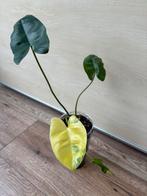 Philodendron burle marx variegata, Huis en Inrichting, Ophalen of Verzenden