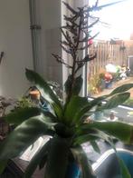 kamerplant, Ophalen of Verzenden, Halfschaduw, Minder dan 100 cm