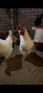 Poule de bresse haan baardkuifhoen/baardkuifhoenkrul, Dieren en Toebehoren, Mannelijk, Kip