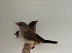 Tijgervinken - amandava amandava, Dieren en Toebehoren, Vogels | Overige Vogels, Meerdere dieren, Tropenvogel, Geringd
