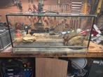 Terarium tekoop, Dieren en Toebehoren, Ophalen, Gebruikt, Terrarium of Paludarium